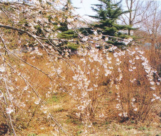 垂枝東京櫻花