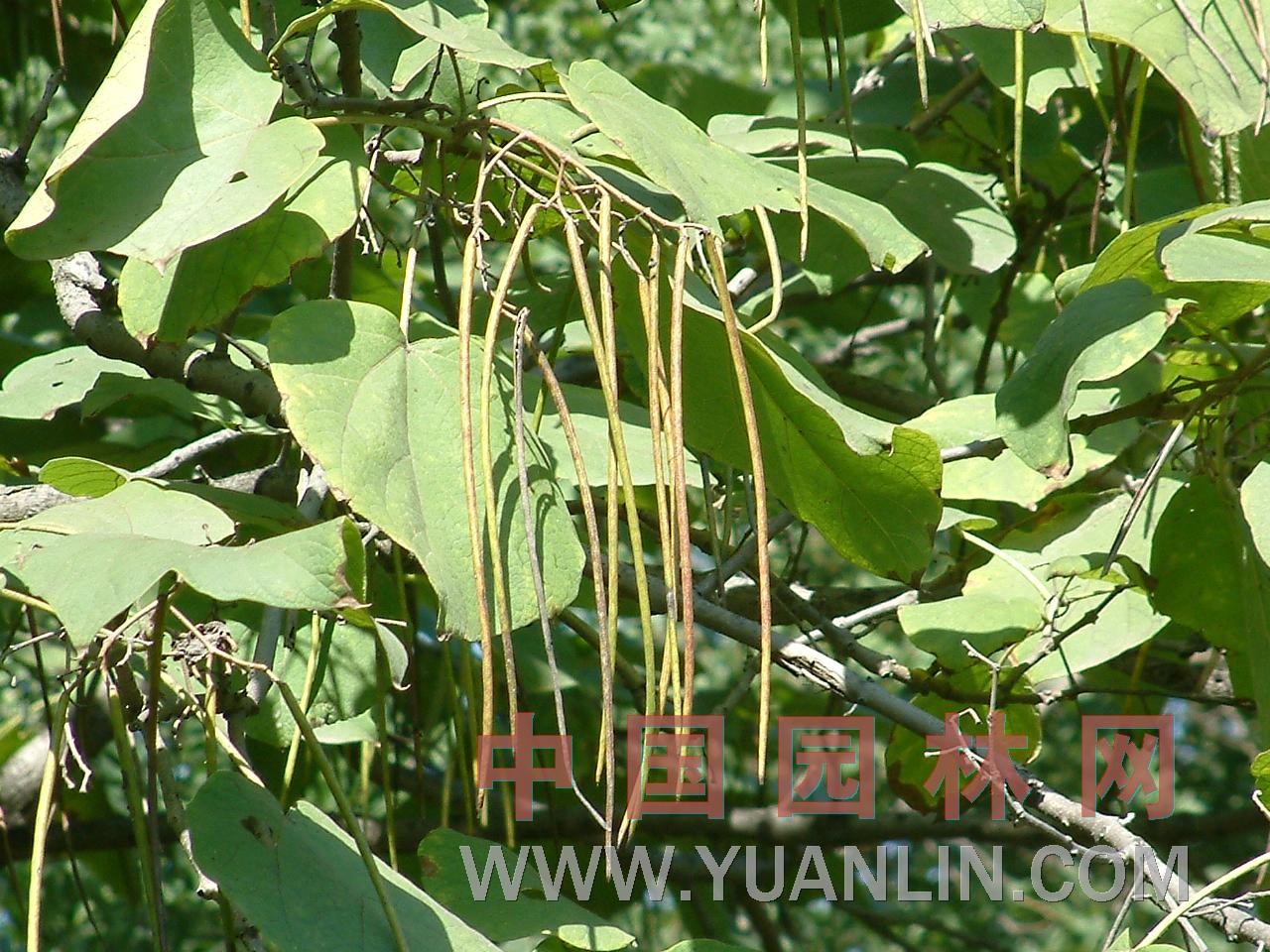 梓樹 黃花楸、木角豆、木葉梧桐