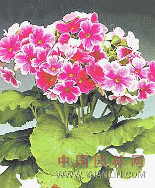 歐洲報(bào)春花 歐洲櫻草、德國(guó)報(bào)春、西洋櫻草