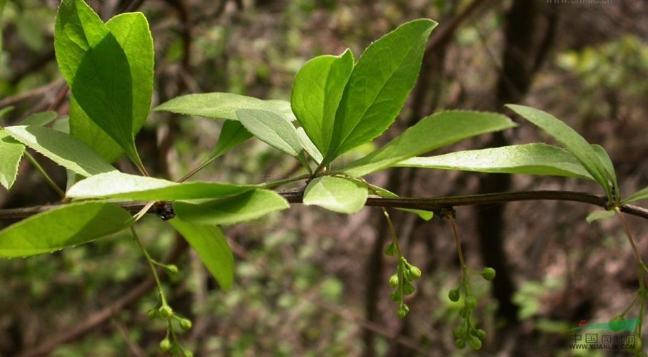 首陽(yáng)小檗