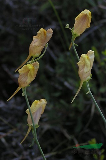 紫花柳穿魚(yú) 