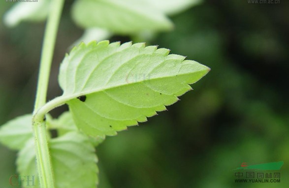 長(zhǎng)葉蝴蝶草