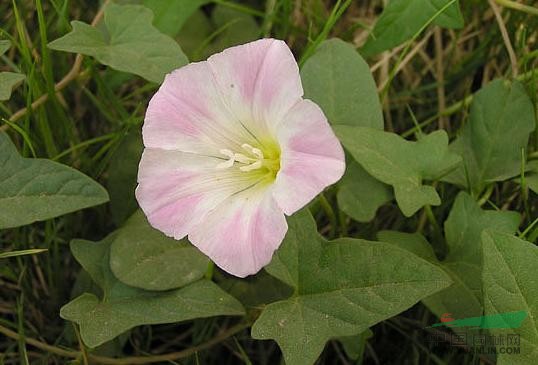 打碗花 小旋花、兔耳草