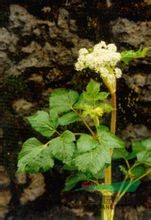 拐芹 拐子芹、倒鉤芹、紫桿芹、山芹菜、獨(dú)活、白根獨(dú)活、拐芹當(dāng)歸