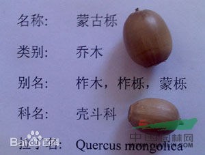 柞木 鑿子樹，蒙子樹，葫蘆刺，紅心刺